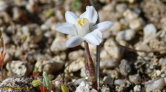 Muilla coronata