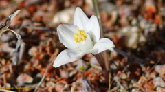 Muilla coronata