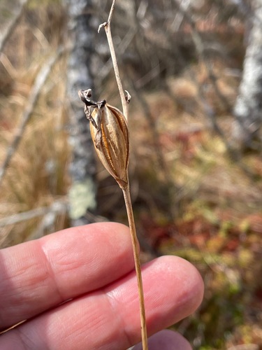 Tuberous Grasspink (Calopogon tuberosus)