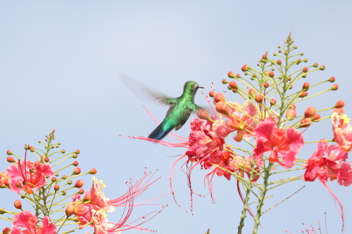 Glittering-bellied Emerald