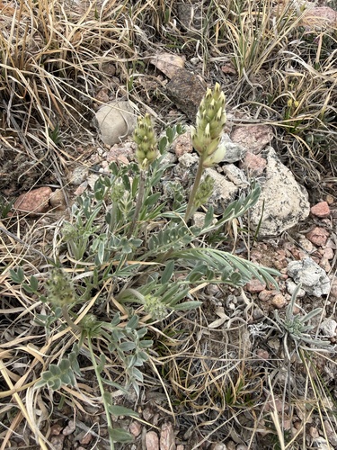 White Point-vetch (Oxytropis sericea)