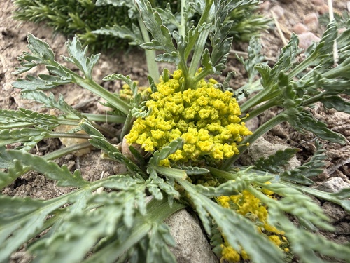 leafy wildparsley (Musineon divaricatum)