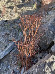Eriogonum rixfordii