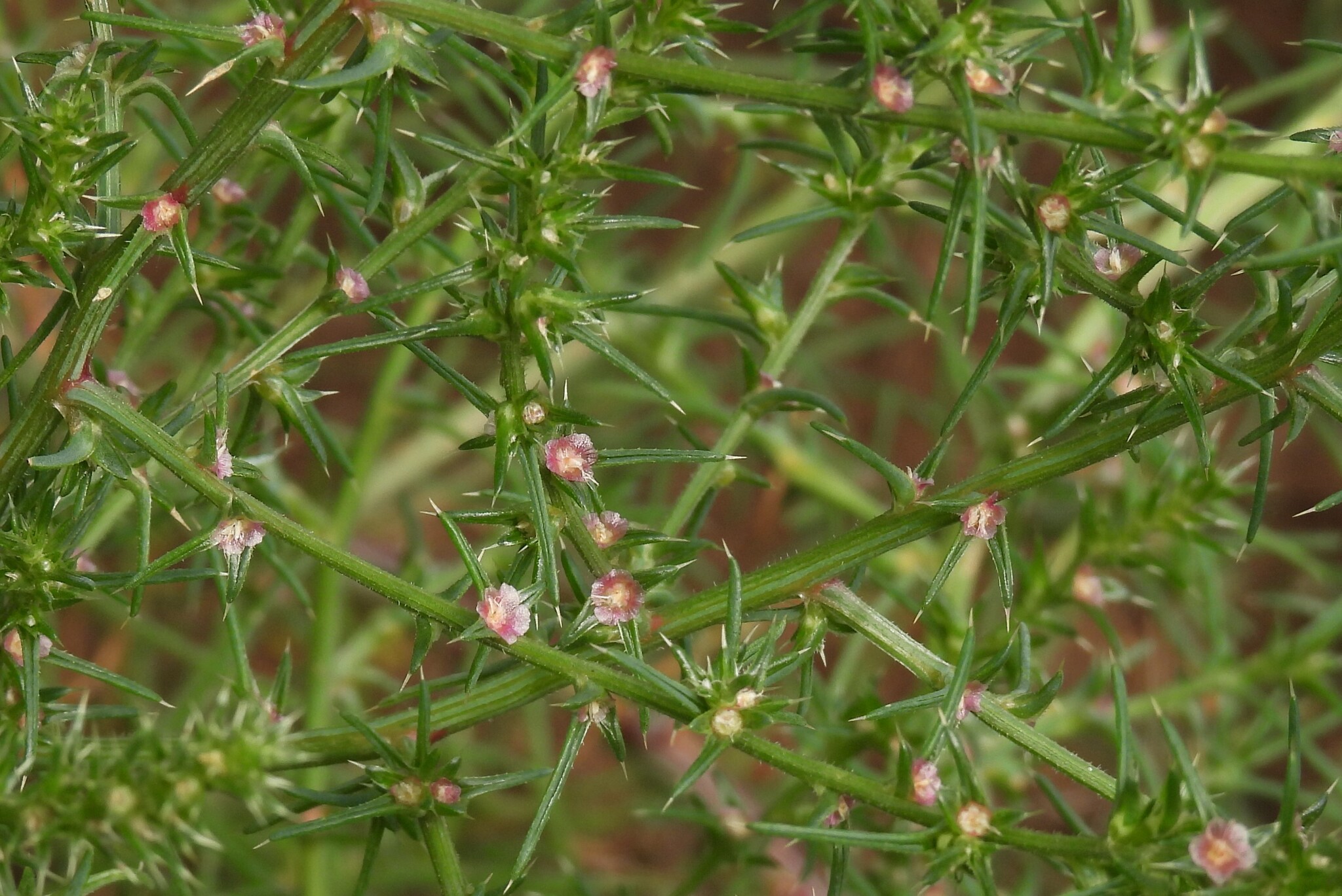 Russian Thistle (Salsola kali)