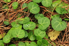 Pyrola renifolia