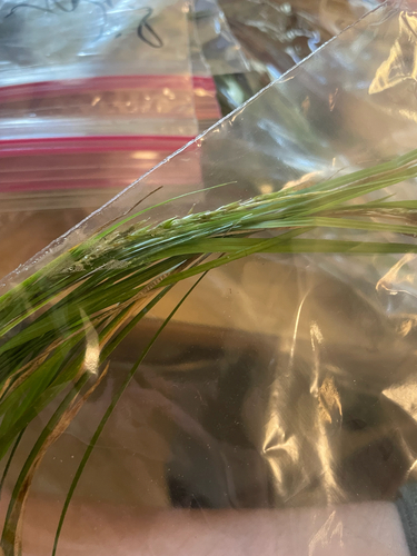 white-edge sedge (Carex debilis)