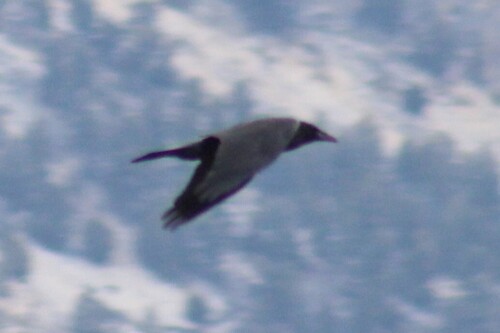 Common Raven photographed in Idaho