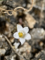Linanthus demissus
