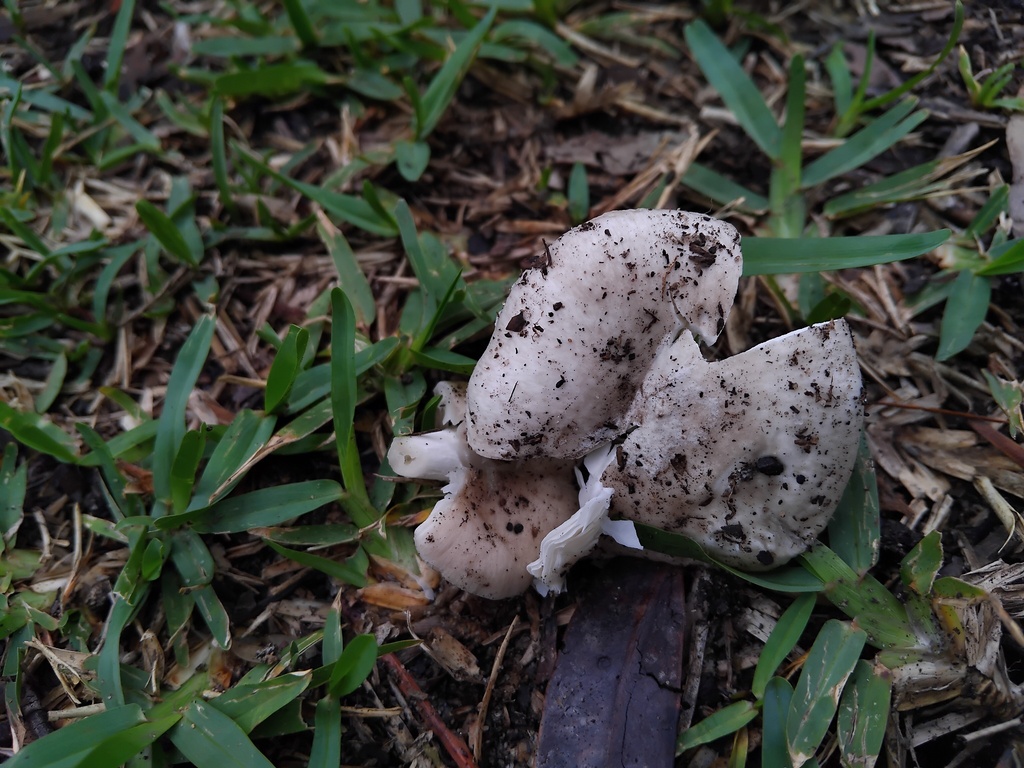 Amanita marmorata · March 2026 · photo: © sofiazed1 (iNaturalist, cc-by)
