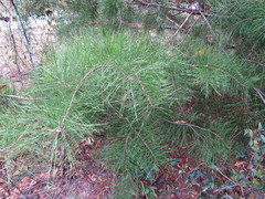 Pinus glabra