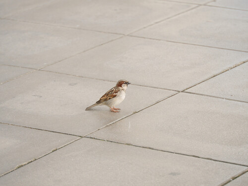 House Sparrow