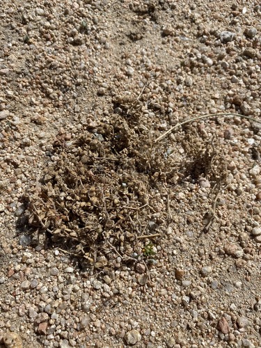Image of Euphorbia vallis by (c) Matt Berger, some rights reserved (CC BY)