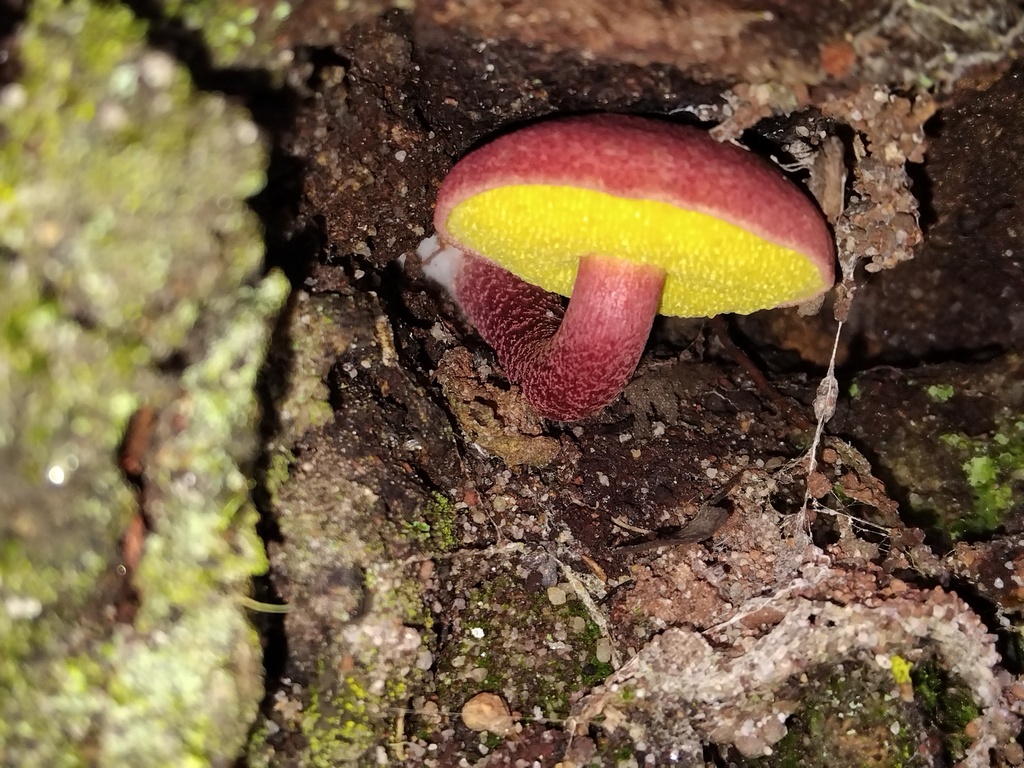 Boletellus obscurecoccineus · March 2026 · photo: © sofiazed1 (iNaturalist, cc-by)
