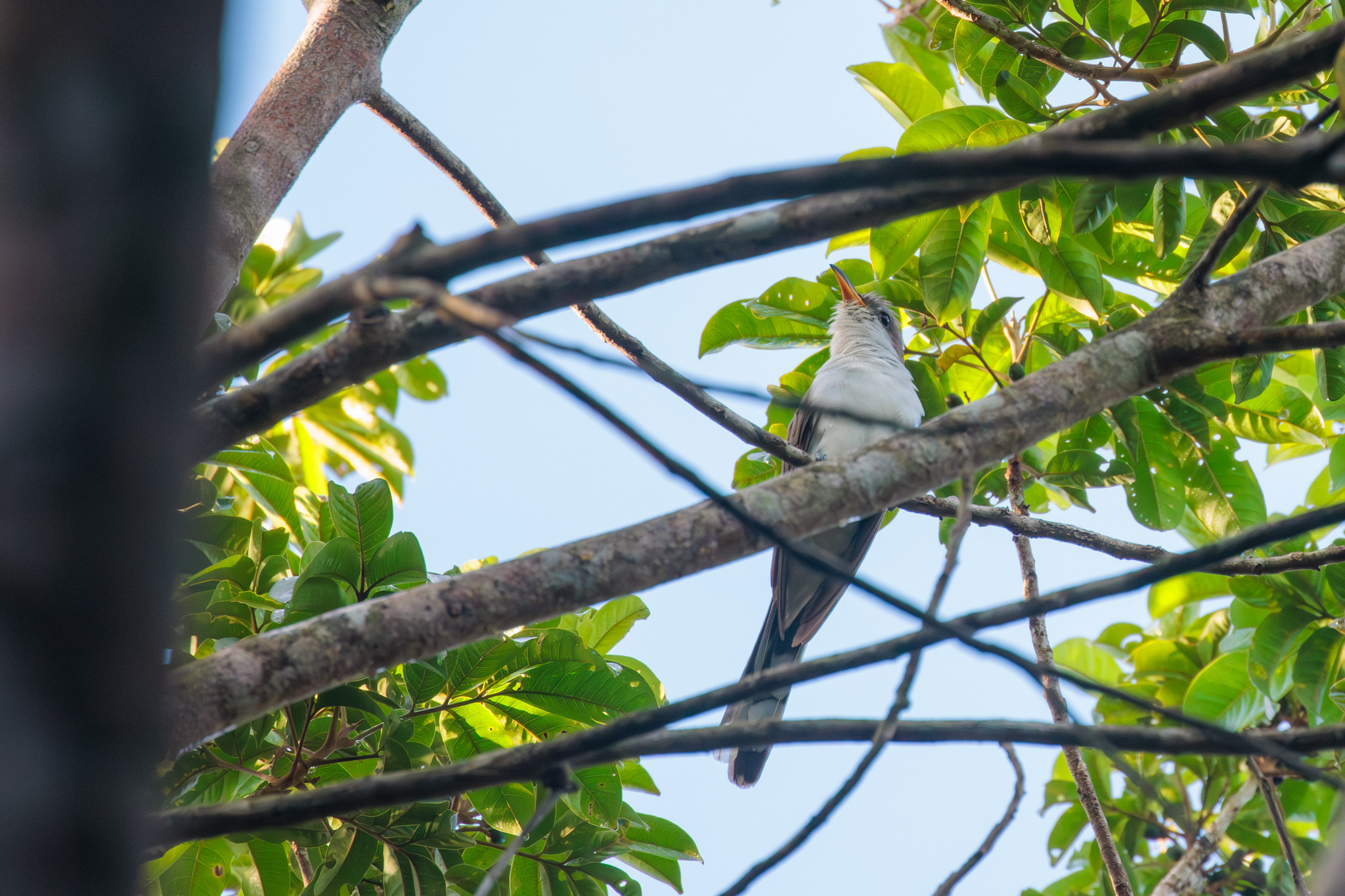 Pearly-breasted Cuckoo (Coccyzus euleri), photo 1