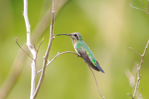 White-tailed Goldenthroat (Polytmus guainumbi)