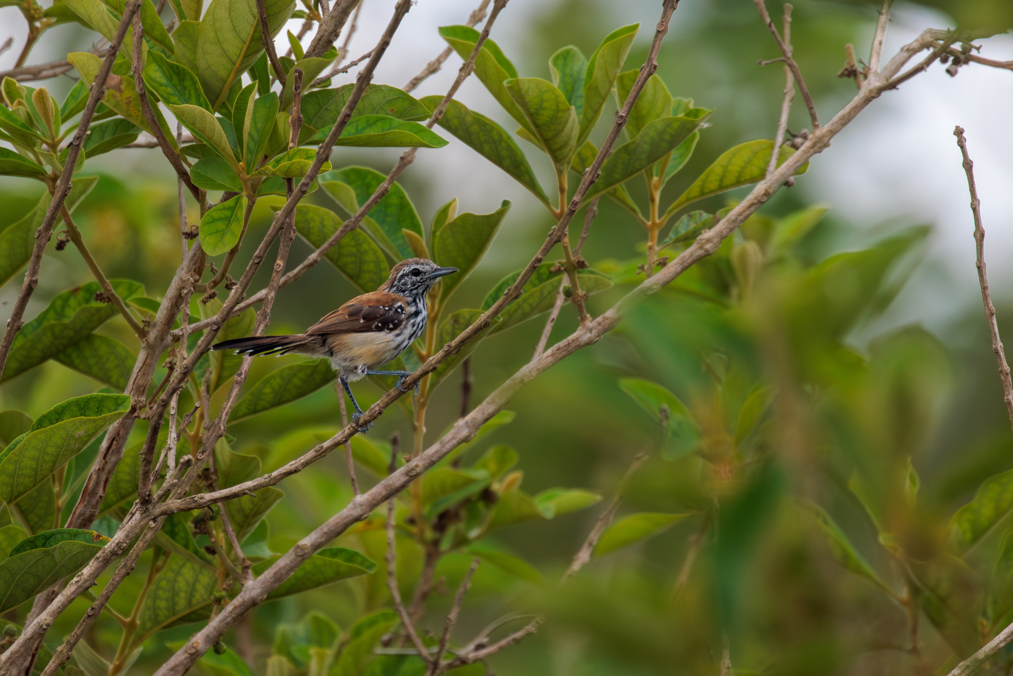 Rusty-backed Antwren (Formicivora rufa), photo 10