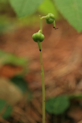 Pyrola renifolia