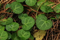 Pyrola renifolia
