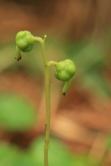 Pyrola renifolia