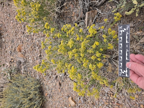 Amphipappus fremontii, 2026-03-31