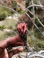 Peniocereus marianus