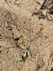 Eriogonum pusillum