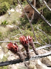 Peniocereus marianus