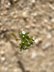 Eremocarya micrantha