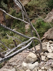 Peniocereus marianus