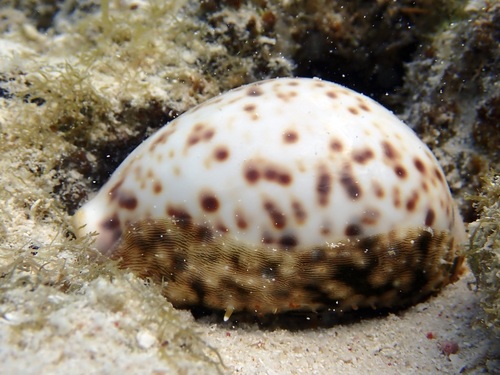 Cypraea tigris observed 2026-03-28