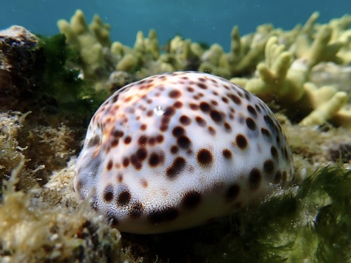 Cypraea tigris