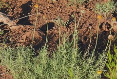 author not stated, no rights reserved Gaillardia megapotamica, photograph author not stated, no rights reserved