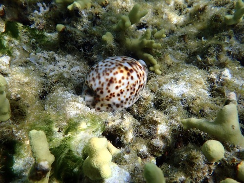 Cypraea tigris observed 2026-03-28
