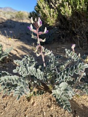 Astragalus layneae