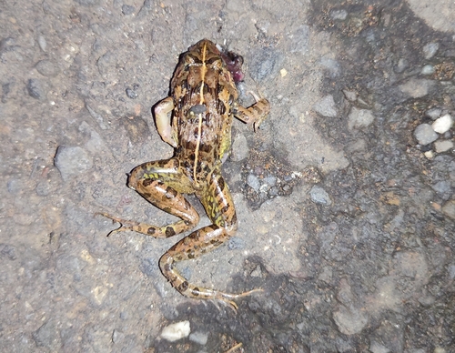 Fejervarya limnocharis