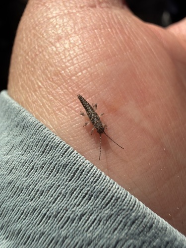 iNaturalist observation photo of Timemas