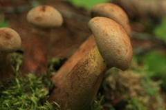 Psiloboletinus lariceti