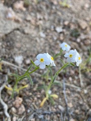 Cryptantha oxygona