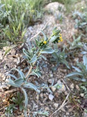 Amsinckia vernicosa