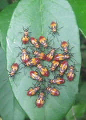 Oncopeltus spectabilis