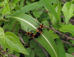 Oncopeltus spectabilis