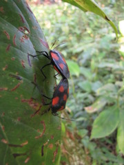 Brachystethus rubromaculatus