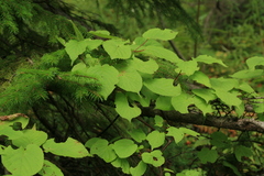 Actinidia kolomikta