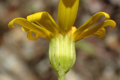 Senecio californicus