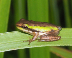 Litoria fallax