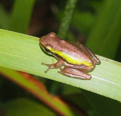 Litoria fallax
