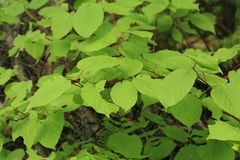 Actinidia kolomikta