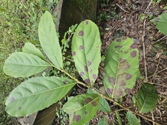 Casearia guianensis