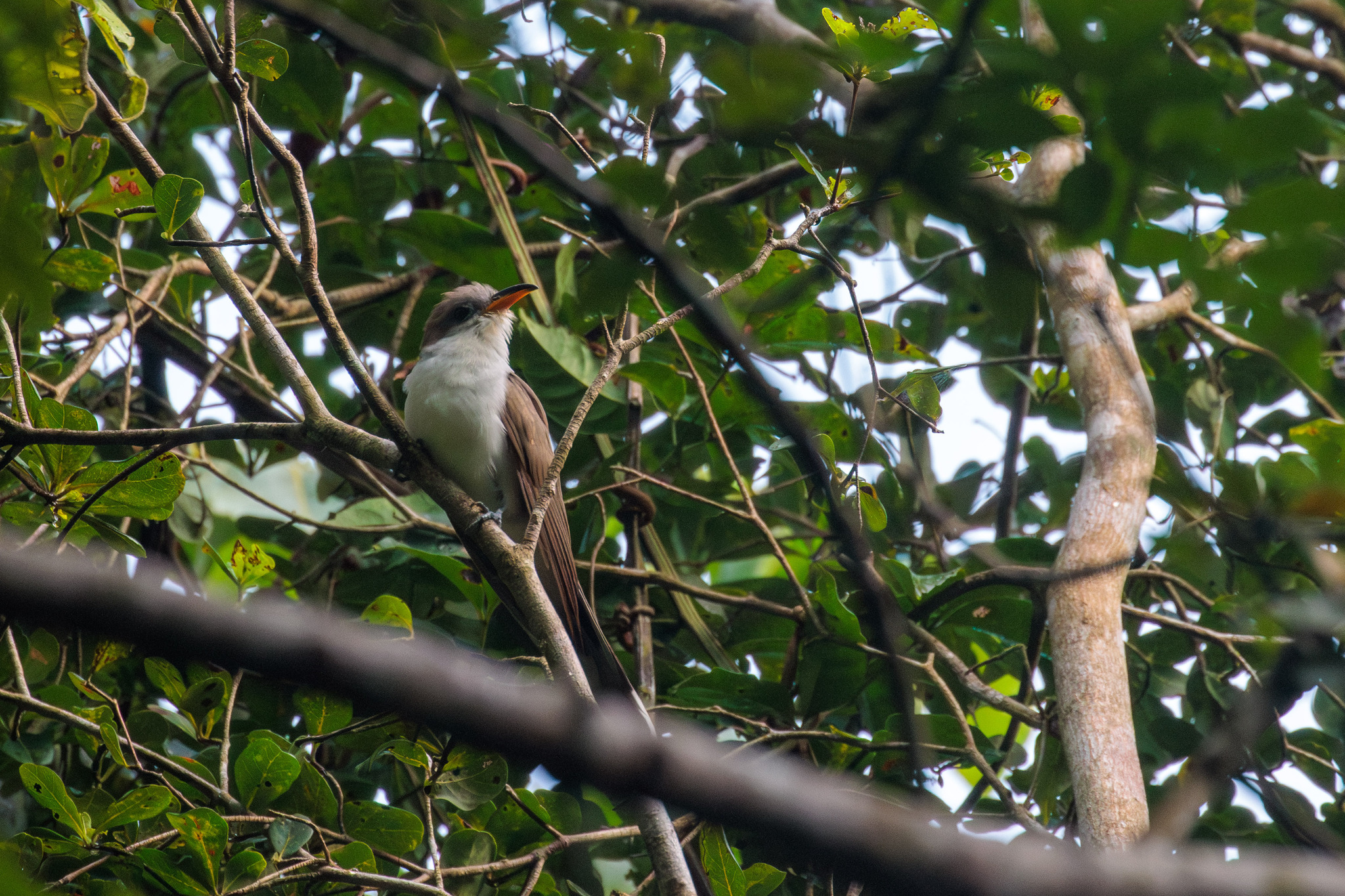 Pearly-breasted Cuckoo (Coccyzus euleri), photo 2
