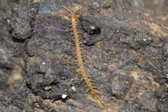 Cryptopidae